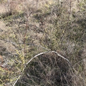 Discaria pubescens at Strathnairn, ACT - 23 Aug 2023