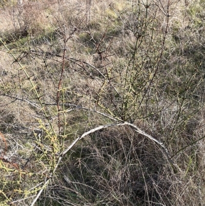 Discaria pubescens (Australian Anchor Plant) at Strathnairn, ACT - 23 Aug 2023 by Ange