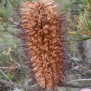 Banksia spinulosa at Bomaderry, NSW - 23 Aug 2023