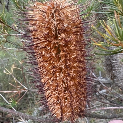 Banksia spinulosa (Hairpin Banksia) at Bomaderry Creek Bushcare - 23 Aug 2023 by lbradleyKV