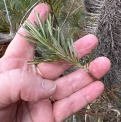 Banksia spinulosa at Bomaderry, NSW - 23 Aug 2023 04:39 PM