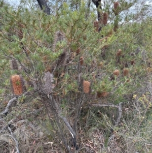 Banksia spinulosa at Bomaderry, NSW - 23 Aug 2023 04:39 PM