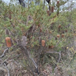 Banksia spinulosa at Bomaderry, NSW - 23 Aug 2023