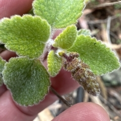 Coleus graveolens (Bush Basil) at Bomaderry, NSW - 23 Aug 2023 by lbradley