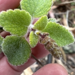 Plectranthus graveolens (Bush Basil) at Bomaderry Creek Regional Park - 23 Aug 2023 by lbradley