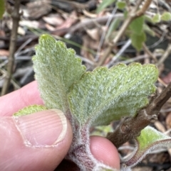 Coleus graveolens at Bomaderry, NSW - 23 Aug 2023 04:44 PM