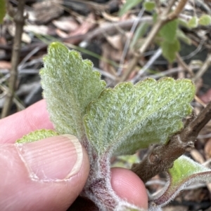 Plectranthus graveolens at Bomaderry, NSW - 23 Aug 2023