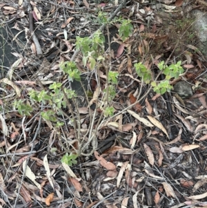 Plectranthus graveolens at Bomaderry, NSW - 23 Aug 2023