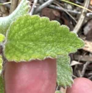 Plectranthus graveolens at Bomaderry, NSW - 23 Aug 2023