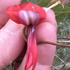 Kennedia rubicunda (Dusky Coral Pea) at Bomaderry Creek Bushcare - 23 Aug 2023 by lbradleyKV