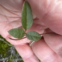 Kennedia rubicunda at Bomaderry, NSW - 23 Aug 2023 04:48 PM