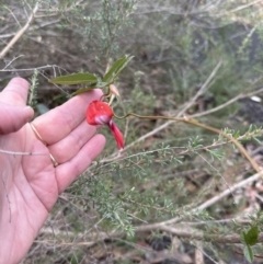 Kennedia rubicunda at Bomaderry, NSW - 23 Aug 2023 04:48 PM