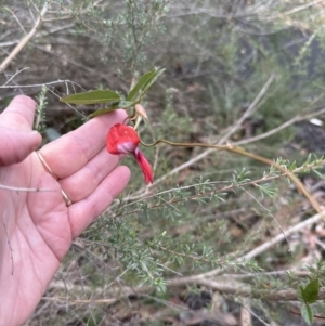 Kennedia rubicunda at Bomaderry, NSW - 23 Aug 2023