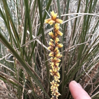 Lomandra confertifolia (Matrush) at Bomaderry Creek Regional Park - 23 Aug 2023 by lbradley