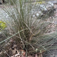 Lomandra confertifolia at Bomaderry, NSW - 23 Aug 2023