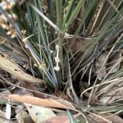 Lomandra confertifolia at Bomaderry, NSW - 23 Aug 2023