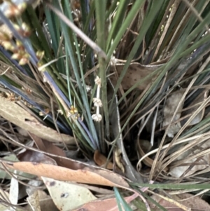 Lomandra confertifolia at Bomaderry, NSW - 23 Aug 2023