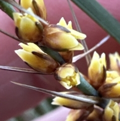 Lomandra confertifolia at Bomaderry, NSW - 23 Aug 2023