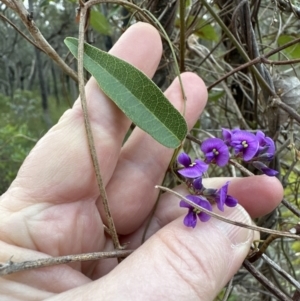 Hardenbergia violacea at Bomaderry, NSW - 23 Aug 2023