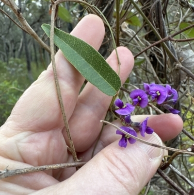 Hardenbergia violacea (False Sarsaparilla) at Bomaderry, NSW - 23 Aug 2023 by lbradleyKV