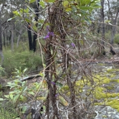 Hardenbergia violacea at Bomaderry, NSW - 23 Aug 2023