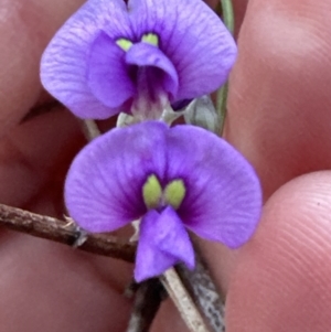 Hardenbergia violacea at Bomaderry, NSW - 23 Aug 2023