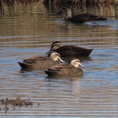 Anas superciliosa (Pacific Black Duck) at Franklin, ACT - 22 Aug 2023 by AndyRoo