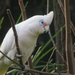 Cacatua sanguinea (Little Corella) at Flynn, ACT - 22 Aug 2023 by Christine