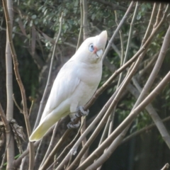 Cacatua sanguinea at Flynn, ACT - 22 Aug 2023