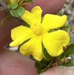 Hibbertia monogyna (A Guinea-Flower) at Bomaderry, NSW - 23 Aug 2023 by lbradley