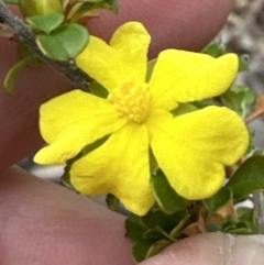 Hibbertia monogyna (A Guinea-Flower) at Bomaderry, NSW - 23 Aug 2023 by lbradleyKV