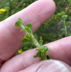 Hibbertia monogyna at Bomaderry, NSW - 23 Aug 2023 05:07 PM