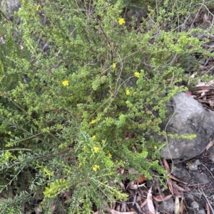 Hibbertia monogyna at Bomaderry, NSW - 23 Aug 2023 05:07 PM