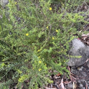Hibbertia monogyna at Bomaderry, NSW - 23 Aug 2023