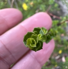 Hibbertia monogyna at Bomaderry, NSW - 23 Aug 2023