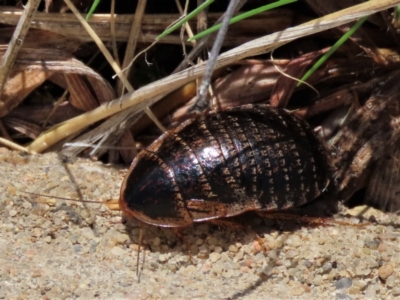 Calolampra sp. (genus) (Bark cockroach) at Harrison, ACT - 23 Aug 2023 by AndyRoo