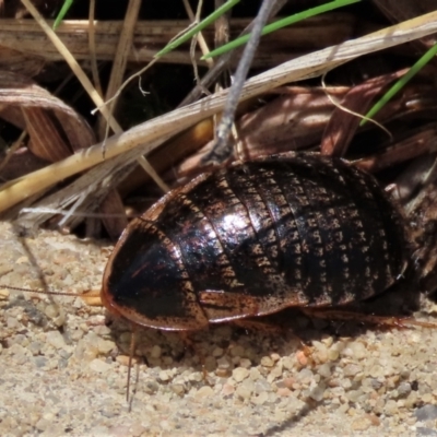 Calolampra sp. (genus) (Bark cockroach) at Budjan Galindji (Franklin Grassland) Reserve - 23 Aug 2023 by AndyRoo