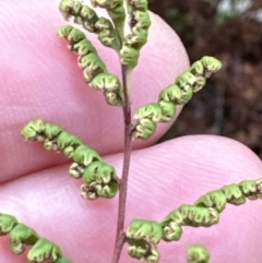 Cheilanthes sieberi (Rock Fern) at Bomaderry Creek Bushcare - 23 Aug 2023 by lbradleyKV