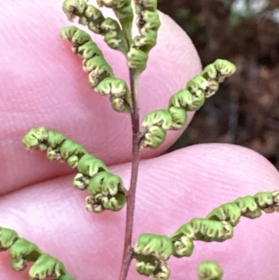 Cheilanthes sieberi (Rock Fern) at Bomaderry Creek Regional Park - 23 Aug 2023 by lbradleyKV