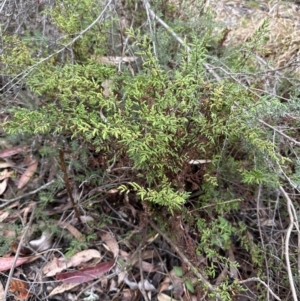 Cheilanthes sieberi at Bomaderry, NSW - 23 Aug 2023 05:11 PM