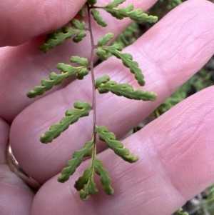 Cheilanthes sieberi at Bomaderry, NSW - 23 Aug 2023 05:11 PM