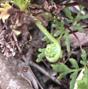 Cheilanthes sieberi at Bomaderry, NSW - 23 Aug 2023