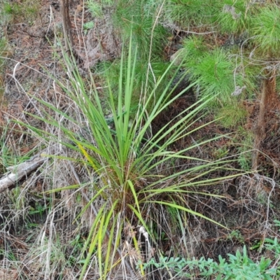 Cordyline sp. (Cordyline) at Isaacs, ACT - 23 Aug 2023 by Mike