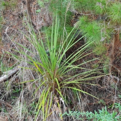 Cordyline sp. (Cordyline) at Isaacs Ridge and Nearby - 23 Aug 2023 by Mike