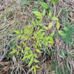 Nandina domestica (Sacred Bamboo) at Isaacs, ACT - 23 Aug 2023 by Mike