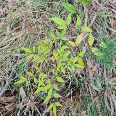 Nandina domestica (Sacred Bamboo) at Isaacs, ACT - 23 Aug 2023 by Mike