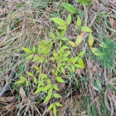 Nandina domestica (Sacred Bamboo) at Isaacs Ridge and Nearby - 23 Aug 2023 by Mike