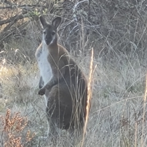 Notamacropus rufogriseus at Isaacs, ACT - 23 Aug 2023