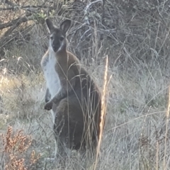 Notamacropus rufogriseus (Red-necked Wallaby) at Isaacs Ridge and Nearby - 23 Aug 2023 by Mike