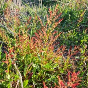 Rumex acetosella at Isaacs, ACT - 23 Aug 2023